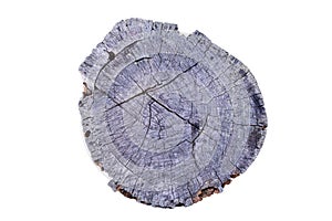 Old Tree annual ring circle wood (Die cutting)