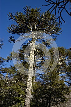 Old tree Araucaria photo
