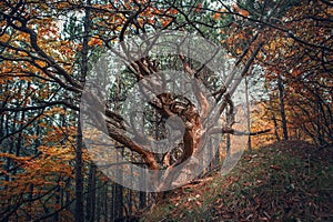 Old tree in autumn forest