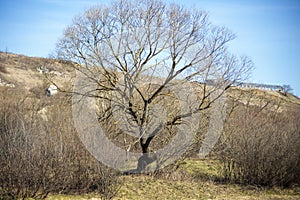 An old tree on the background of a mountain landscape.