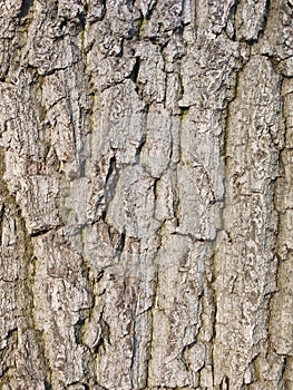 Old tree bark background