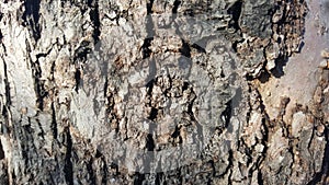 Old tree bark with big cracks