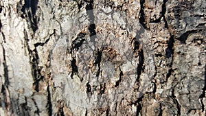 Old tree bark with big cracks