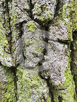 Old tree bark, close up wood texture. oak with green moss natural background