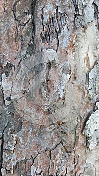 Old tree bark with cracks