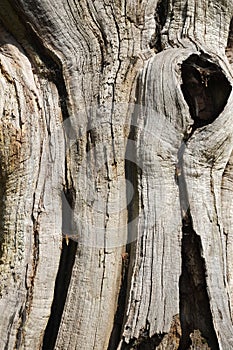 Old Tree Bark Detail Background