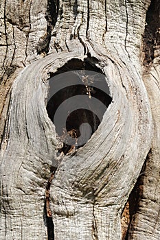 Old Tree Bark Detail With Hole