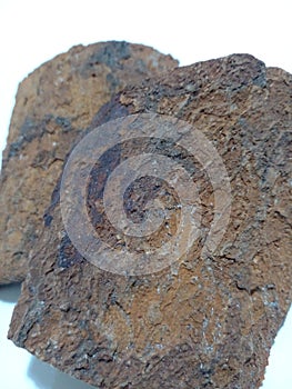 Old tree bark detailed photo