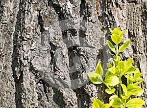 Old Tree Bark with Green Plant