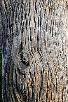 Old tree without bark with a hollow