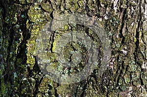 The old tree bark with light green moss.