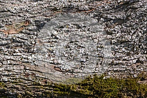 old tree bark with moss as background 2