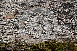 old tree bark with moss as background 3