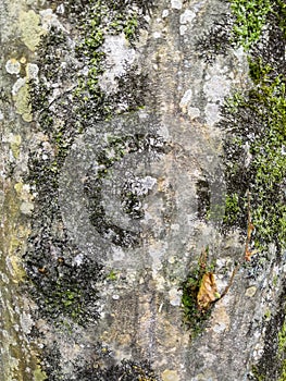 old tree bark with moss and leaves Hedera background. Moss texture and background