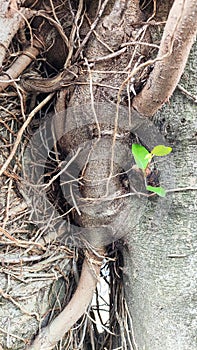 old tree bark and new plants photo