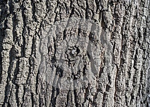 Old tree bark, pattern in contrasting sunlight