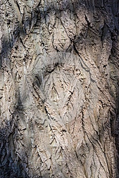 Old tree bark, pattern in contrasting sunlight