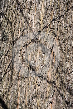 Old tree bark, pattern in contrasting sunlight