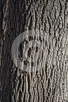Old tree bark, pattern in contrasting sunlight