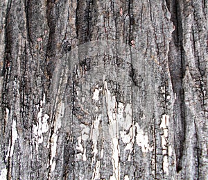 An old tree bark pattern, texture,wood board backgrounds, dry tree, old surface,vintage  style.