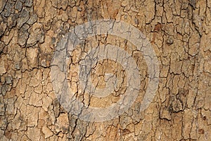 Old tree bark texture