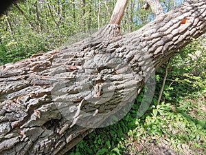 Old tree bark texture