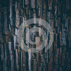 Old tree bark texture abstract background, natural pattern, rustic