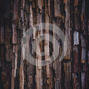Old tree bark texture abstract background, natural pattern, rustic