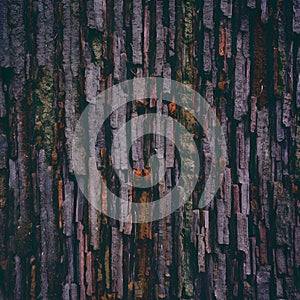 Old tree bark texture abstract background, natural pattern, rustic