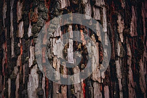 Old tree bark texture abstract background, natural pattern, rustic