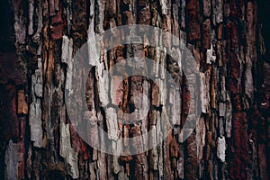 Old tree bark texture abstract background, natural pattern, rustic