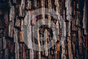 Old tree bark texture abstract background, natural pattern, rustic