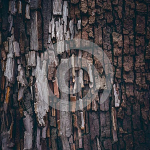 Old tree bark texture abstract background, natural pattern, rustic