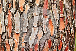 Old tree bark texture