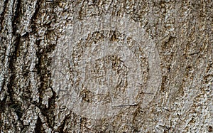 Old tree bark texture background