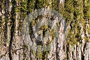 Old tree bark texture with green moss. Brown color toned