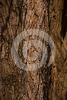 Old tree bark texture. Tree detail, texture