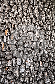 Old tree bark texture. Wood background. American persimmon tree or Diospyros virginiana