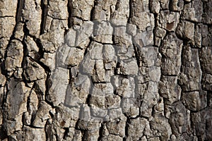 Old tree bark texture. Wood background. American persimmon tree or Diospyros virginiana