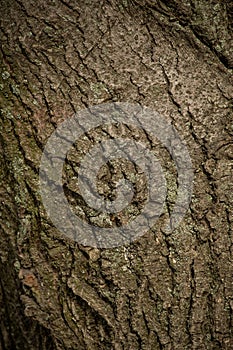 Old tree bark. wood texture background surface with natural pattern