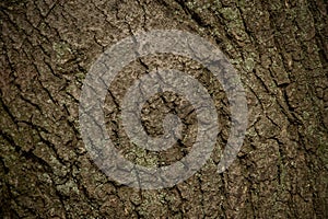 Old tree bark. wood texture background surface with natural pattern