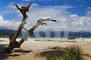 Old tree on beach Aventueiro of island Ilha Grande, Brazil photo