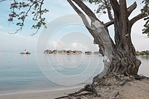 Old tree on a Caribbean beach