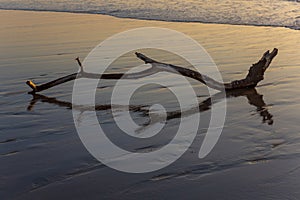 Old tree at the beach