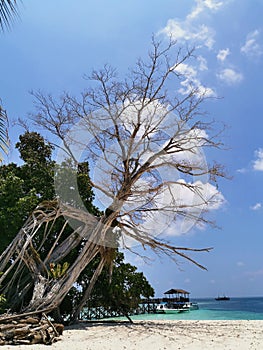 An old tree and beautiful blue sky over in Sipadan Island, Semporna. Sabah, Malaysia. Borneo.