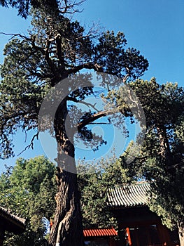 Old tree in Beijing, China