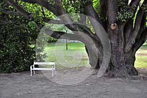 Old tree and bench