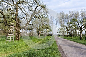 Old tree at the Betuwe