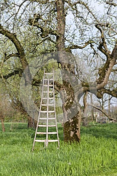 Old tree at the Betuwe