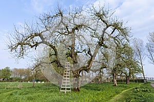 Old tree at the Betuwe
